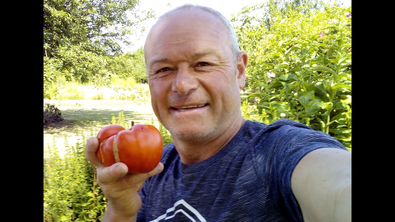 cultiver des tomates dans une veranda