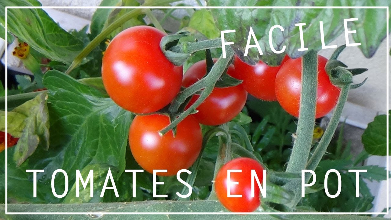 cultiver des tomates dans une veranda