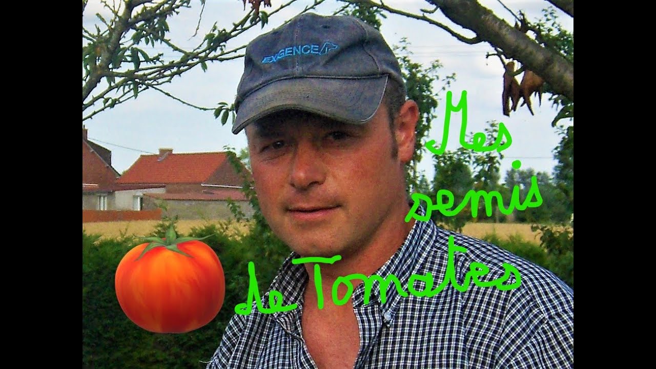 cultiver des tomates dans une veranda
