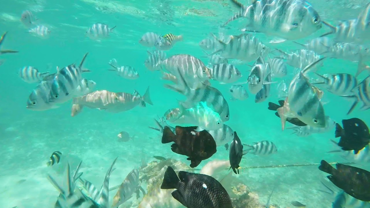 veranda pointe aux biches snorkeling