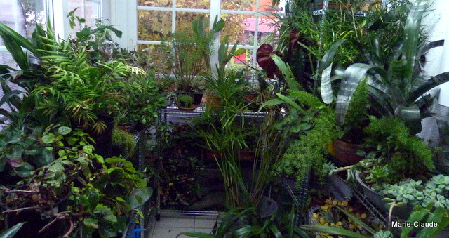 quelle plante dans veranda non chauffee