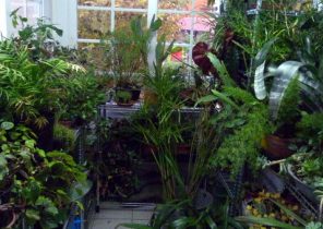 plantes vertes pour veranda non chauffÃ©e