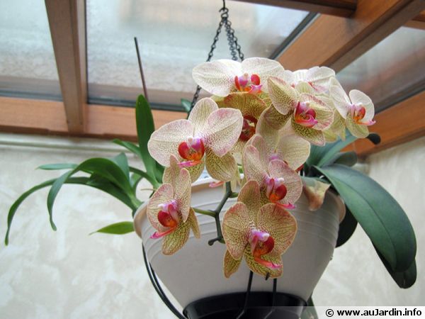 plante fleurie veranda