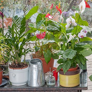plante fleurie pour veranda