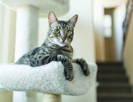 diy cat veranda