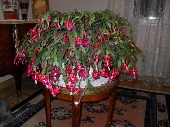 plante fleurie pour veranda
