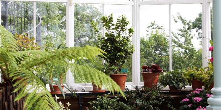 plantes jardin d'hiver veranda