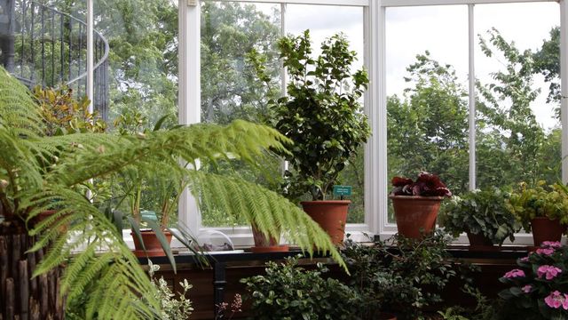 plante fleurie pour veranda
