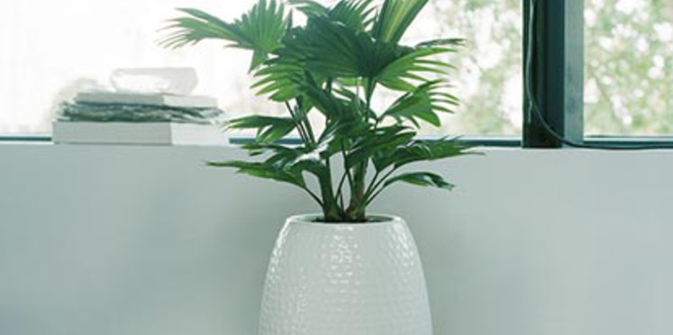 quelle plante dans veranda non chauffee
