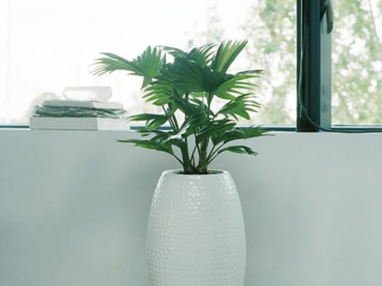 plante fleurie pour veranda
