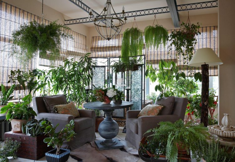 plantes vertes pour veranda non chauffÃ©e