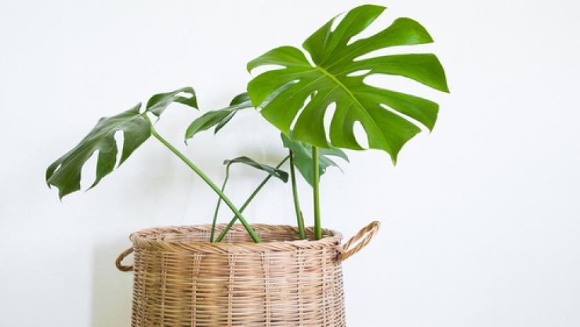ficus veranda non chauffÃ©e