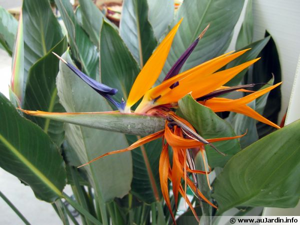 quelle plante dans veranda non chauffee