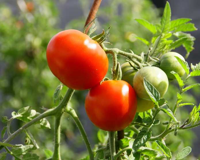cultiver des tomates dans une veranda
