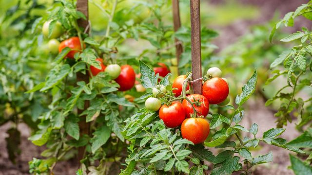 cultiver des tomates dans une veranda