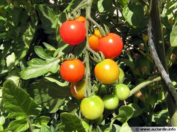 cultiver des tomates dans une veranda