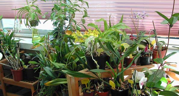 plante veranda nord