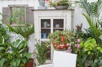 plante fleurie pour veranda
