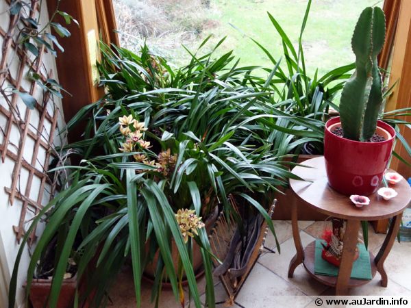 plante fleurie veranda