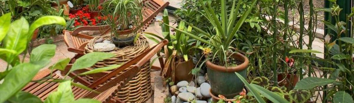 cultiver des tomates dans une veranda