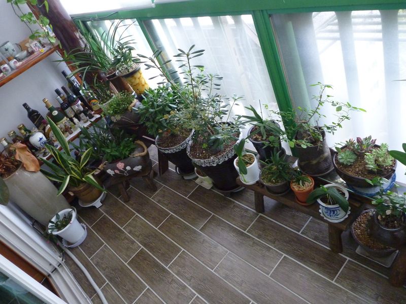 veranda gardens nursing home